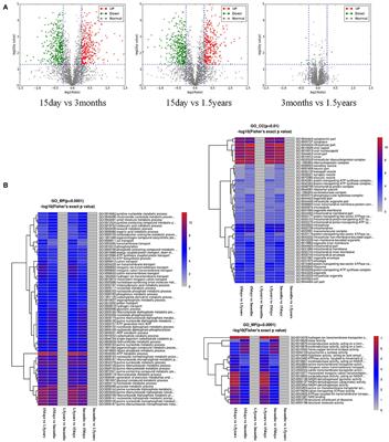 An analysis of neurovascular disease markers in the hippocampus of Tupaia chinensis at different growth stages